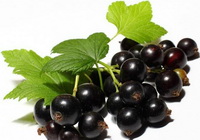 Ribes nigrum:a cluster of black currant berries with several green leaves