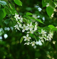 Ribes nigrum:growing plant with small white flowers