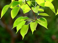 Ribes nigrum:thin branch with light green leaves