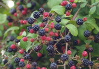 fruiting shrub of Rubus fruticosus with many red and purple blackish mature fruits