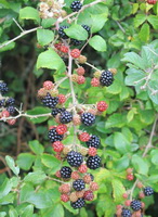 a fruiting shrub of Rubus fruticosus with small reddish and purple berries grow in sunny field,and many green leaves