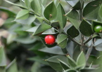 Sweet broom plant with a red berry and many green leaves