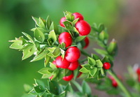 a fruiting shrub of Ruscus aculeatus with many red fruits and green leaves