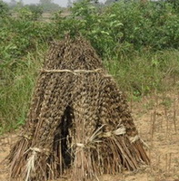 Harvested sesamum crops in bundles are piled together in field