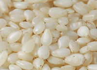 Sesame:white sesame grains