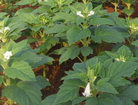 flowering plants of Sesamum orientale with small white flowers grow in field
