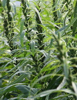 fruiting plants of Sesamum orientale grow in sunny field