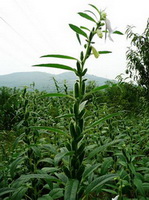 plants of Sesamum orientale grow in field