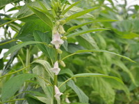 flowering plants of Sesamum orientale with white pendulous flowers grow in field