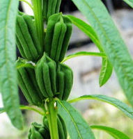 fruiting plant of Sesamum orientale with green fruit spikes and leaves