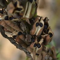 brownish fruiting pods of Sesamum orientale with sesame seeds inside