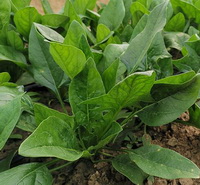 green Spinaches grow in field with dark green leaves