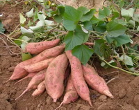 light pinkish sweet potatos with leaves and piled in field