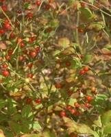 fruiting tree of Vaccinium hirtum Thunb with red berries grow in field