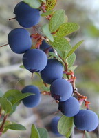 fruiting plant of Vaccinium myrtillus with dark purple fruits growing on branch