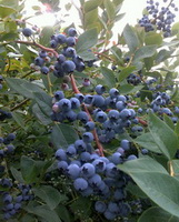 fruiting tree of Vaccinium myrtillus with many purple berries grow in field,with green leaves