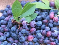 purple bilberry fruits of Vaccinium myrtillus are piled together