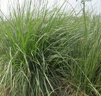 plants of Agropyron repens with thin leaves grow in a cluster in field