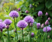 Allium schoenoprasum:buds and pink purple flowers