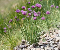 Allium schoenoprasum:flowering chives with purple flowers grow in grass land