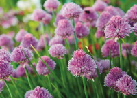 Allium schoenoprasum:pink purple chives flowers
