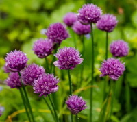 Allium schoenoprasum:purple chives flowers