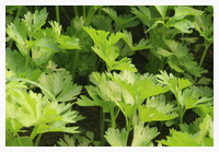 Apium graveolens:many green celery leaves