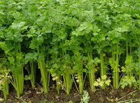 Apium graveolens:celery plants grow densely in a field