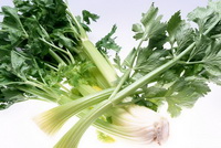 Apium graveolens:segments of celery vegetable