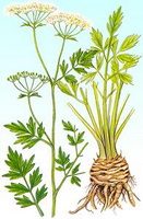 Apium graveolens:a colorful drawing of celery,root,small white flowers and stem