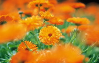 Calendula officinalis:growing marigold plants and flowers grow in sunny field