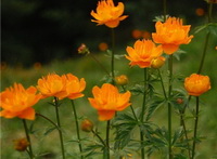 Calendula officinalis:marigold flowers with orange-colored flowers