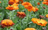 Calendula officinalis:marigold plants with orange-colored flowers grow in field