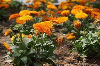 Calendula officinalis:growing marigold plants with orange-colored flowers grow in sunny field