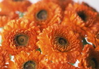 orange-colored flowers of marigold