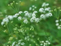 Carum carvi:flowering plant with small white flowers