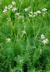 Carum carvi:flowering plants with small white flowers