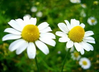 Chamaemelum nobile:small white flowers