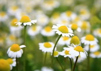 Chamaemelum nobile:flowering plants with small white flowers grow in field
