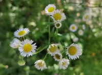Chamaemelum nobile:small white flowers grow in field