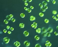 Chlorella vulgaris:floating chlorella in water