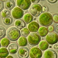 Chlorella vulgaris:green algae grow in water