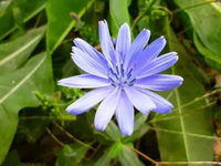 Cichorium intybus:Chicory plant with lilac flower grow in field