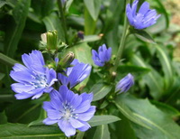 Cichorium intybus:flowering chicory with lilac flowers grow in field
