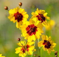 Coreopsis tinctoria:flowering plant with small yellow flowers