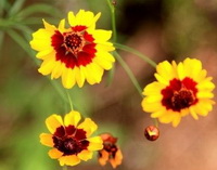 Coreopsis tinctoria:flowering plant with several yellow small flowers