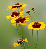 Coreopsis tinctoria:flowering plants with small yellow flowers