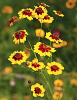 Coreopsis tinctoria:flowering plant with many small yellow flowers