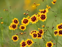 Coreopsis tinctoria:flowering plants with many small yellow flowers