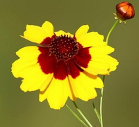 Coreopsis tinctoria:flower bud and flower petal